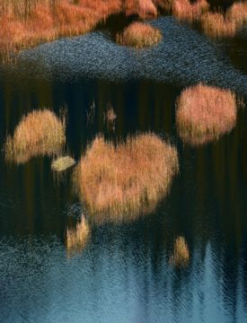 Albert WATSON (*1942, Scotland): 2 Reeds in Loche Coral Beach – Christophe Guye Galerie
