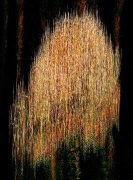 Albert WATSON (*1942, Scotland): Reeds 4 Coral Beach – Christophe Guye Galerie