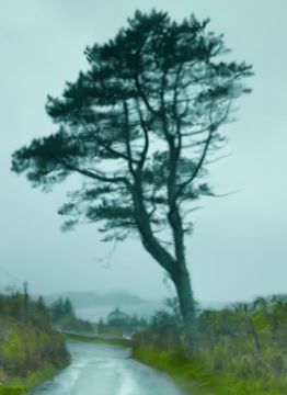 Albert WATSON (*1942, Scotland): Tree Fairy Glen View from Windshield – Christophe Guye Galerie