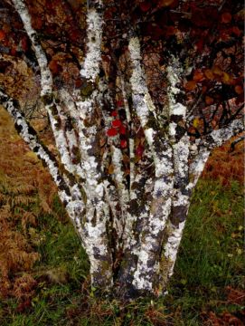 Albert WATSON (*1942, Scotland): Tree off Side Road – Christophe Guye Galerie