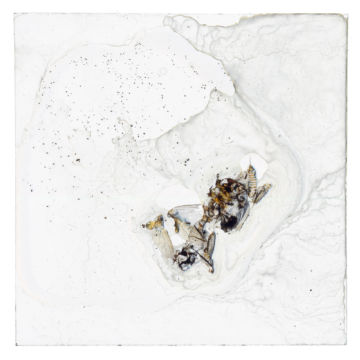 Brigitte LUSTENBERGER (*1969, Switzerland) : Bugs Unknown XXVIII – Christophe Guye Galerie