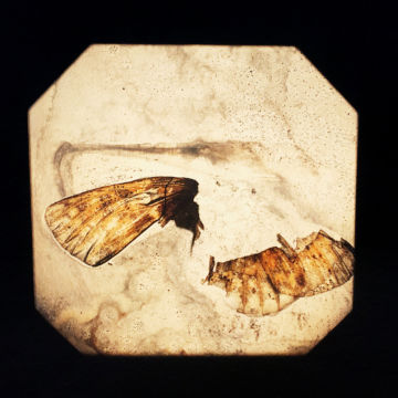 Brigitte LUSTENBERGER (*1969, Switzerland) : Bugs Unknown XXI – Christophe Guye Galerie