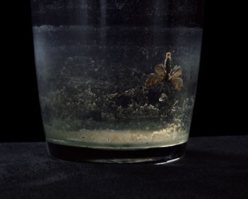 Brigitte LUSTENBERGER (*1969, Switzerland): Bugs Unknown II – Christophe Guye Galerie