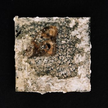 Brigitte LUSTENBERGER (*1969, Switzerland): Bugs unknown XXXIV – Christophe Guye Galerie