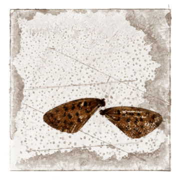 Brigitte LUSTENBERGER (*1969, Switzerland) : Bugs Unknown XXXVII – Christophe Guye Galerie