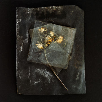 Brigitte LUSTENBERGER (*1969, Switzerland): Flowers unknown V – Christophe Guye Galerie