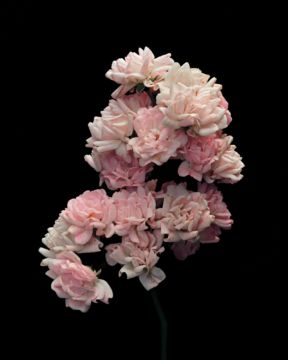 Brigitte LUSTENBERGER (*1969, Switzerland): For better for worse – Christophe Guye Galerie