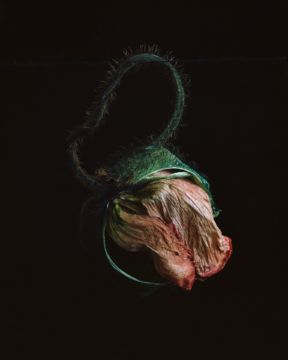 Brigitte LUSTENBERGER (*1969, Switzerland): Flowers XXIX – Christophe Guye Galerie