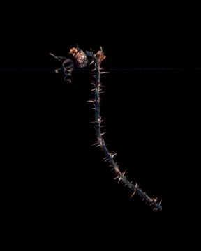 Brigitte LUSTENBERGER (*1969, Switzerland) : Flowers XXVII – Christophe Guye Galerie