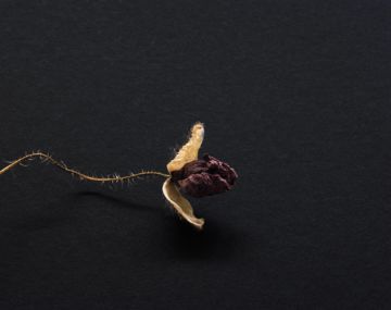 Brigitte LUSTENBERGER (*1969, Switzerland): Flowers XXXVI – Christophe Guye Galerie