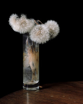 Brigitte LUSTENBERGER (*1969, Switzerland) : Flowers XXXIX – Christophe Guye Galerie