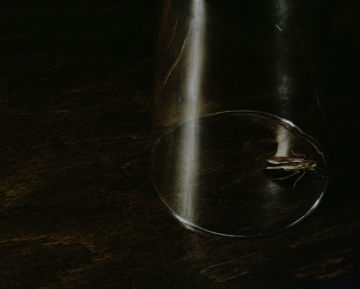 Brigitte LUSTENBERGER (*1969, Switzerland): Ongoing Vanitas – Christophe Guye Galerie