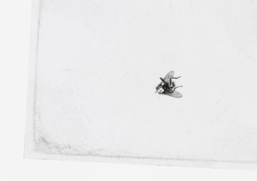 Brigitte LUSTENBERGER (*1969, Switzerland): Shifted – Christophe Guye Galerie