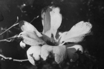 Daisuke YOKOTA (*1983, Japan): Untitled (from the series Temperature) – Christophe Guye Galerie