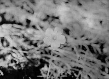 Daisuke YOKOTA (*1983, Japan): Untitled (from the series Temperature) – Christophe Guye Galerie