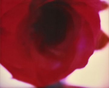 Emma SUMMERTON (*1970, Australia): A Rose Is A – Christophe Guye Galerie