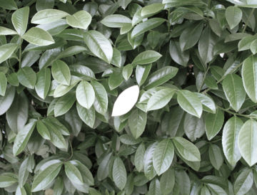 Ina JANG (*1982, South Korea): A leaf – Christophe Guye Galerie