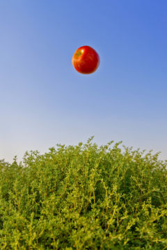 Jun AHN (*1981, South Korea): One Life (2014) #001 – Christophe Guye Galerie