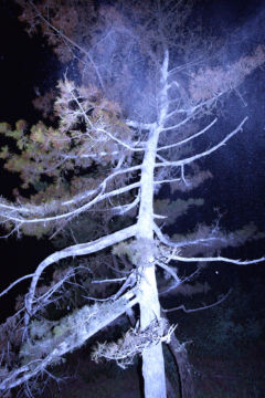 Lieko SHIGA (*1980, Japan): Rasen Kaigan 36 – Christophe Guye Galerie