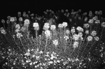 Lina SCHEYNIUS (*1981, Sweden): Untitled (Calendar) – Christophe Guye Galerie