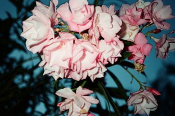 Lina SCHEYNIUS (*1981, Sweden): Untitled (Diary) – Christophe Guye Galerie