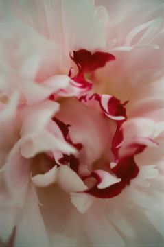 Lina SCHEYNIUS (*1981, Sweden): Untitled From Flower 2017 – Christophe Guye Galerie