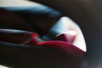 Lina SCHEYNIUS (*1981, Sweden): Untitled From Flower 2017 – Christophe Guye Galerie