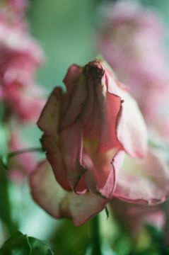 Lina SCHEYNIUS (*1981, Sweden): Untitled From Flower 2018 – Christophe Guye Galerie