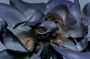 Nick KNIGHT (*1958, Great Britain): Rose – Christophe Guye Galerie