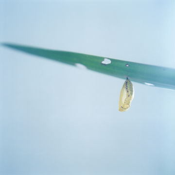 Rinko KAWAUCHI (*1972, Japan): Untitled, from the series 'AILA' – Christophe Guye Galerie