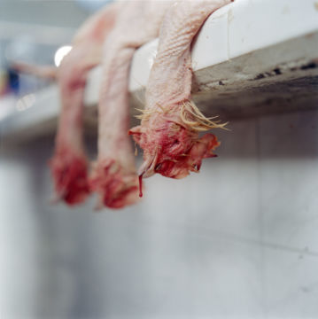 Rinko KAWAUCHI (*1972, Japan): Untitled, from the series 'AILA' – Christophe Guye Galerie