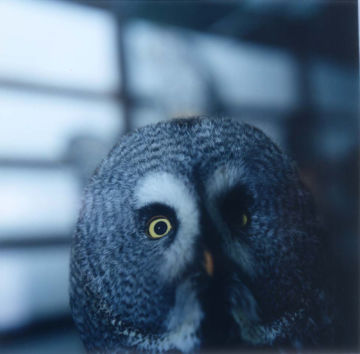 Rinko KAWAUCHI (*1972, Japan): Untitled, from the series 'AILA' – Christophe Guye Galerie