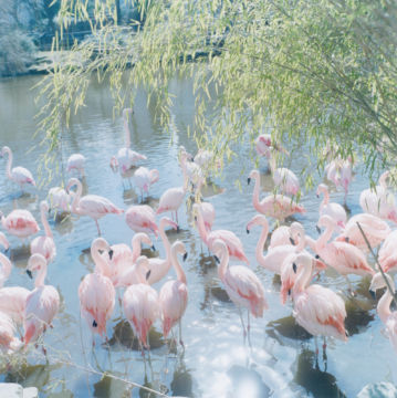 Rinko KAWAUCHI (*1972, Japan): Untitled, from the series 'AILA' – Christophe Guye Galerie