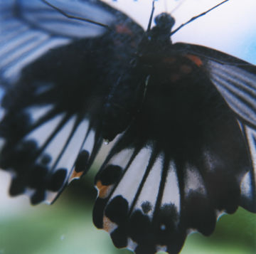 Rinko KAWAUCHI (*1972, Japan): Untitled, from the series 'AILA' – Christophe Guye Galerie