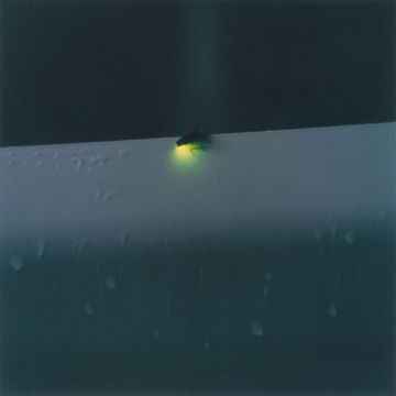 Rinko KAWAUCHI (*1972, Japan): Untitled, from the series 'AILA' – Christophe Guye Galerie