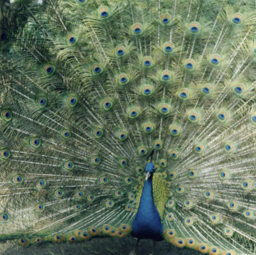 Rinko KAWAUCHI (*1972, Japan): Untitled, from the series 'AILA' – Christophe Guye Galerie