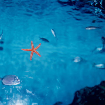 Rinko KAWAUCHI (*1972, Japan): Untitled, from the series 'AILA' – Christophe Guye Galerie