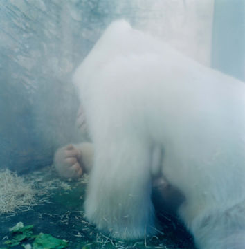 Rinko KAWAUCHI (*1972, Japan): Untitled, from the series 'AILA' – Christophe Guye Galerie