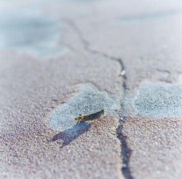 Rinko KAWAUCHI (*1972, Japan): Untitled, from the series 'AILA' – Christophe Guye Galerie