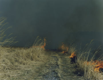 Rinko KAWAUCHI (*1972, Japan): Untitled, from the series 'Ametsuchi' – Christophe Guye Galerie