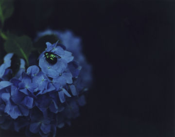 Rinko KAWAUCHI (*1972, Japan): Untitled, from the series 'Ametsuchi' – Christophe Guye Galerie