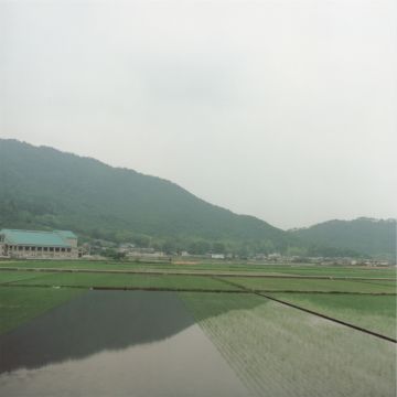 Rinko KAWAUCHI (*1972, Japan): Untitled, from the series 'Cui Cui' – Christophe Guye Galerie