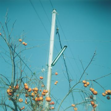 Rinko KAWAUCHI (*1972, Japan): Untitled, from the series 'Cui Cui' – Christophe Guye Galerie