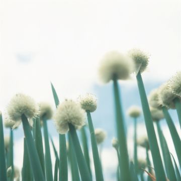 Rinko KAWAUCHI (*1972, Japan): Untitled, from the series 'Cui Cui' – Christophe Guye Galerie