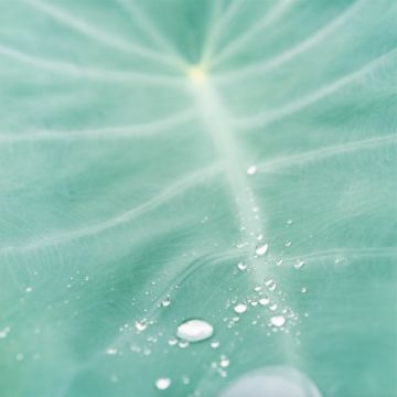 Rinko KAWAUCHI (*1972, Japan): Untitled, from the series 'Cui Cui' – Christophe Guye Galerie