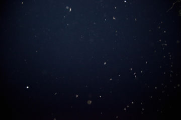 Rinko KAWAUCHI (*1972, Japan): Untitled, from the series 'Halo' – Christophe Guye Galerie