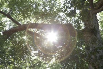 Rinko KAWAUCHI (*1972, Japan): Untitled, from the series 'Halo' – Christophe Guye Galerie