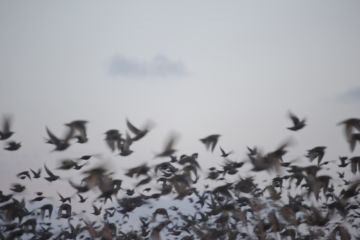 Rinko KAWAUCHI (*1972, Japan): Untitled, from the series 'Halo' – Christophe Guye Galerie