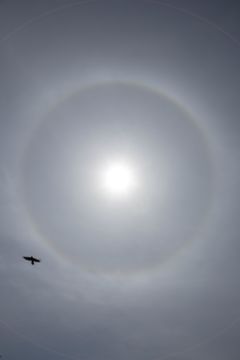 Rinko KAWAUCHI (*1972, Japan): Untitled, from the series 'Halo' – Christophe Guye Galerie