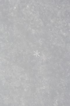 Rinko KAWAUCHI (*1972, Japan): Untitled, from the series 'Halo' – Christophe Guye Galerie